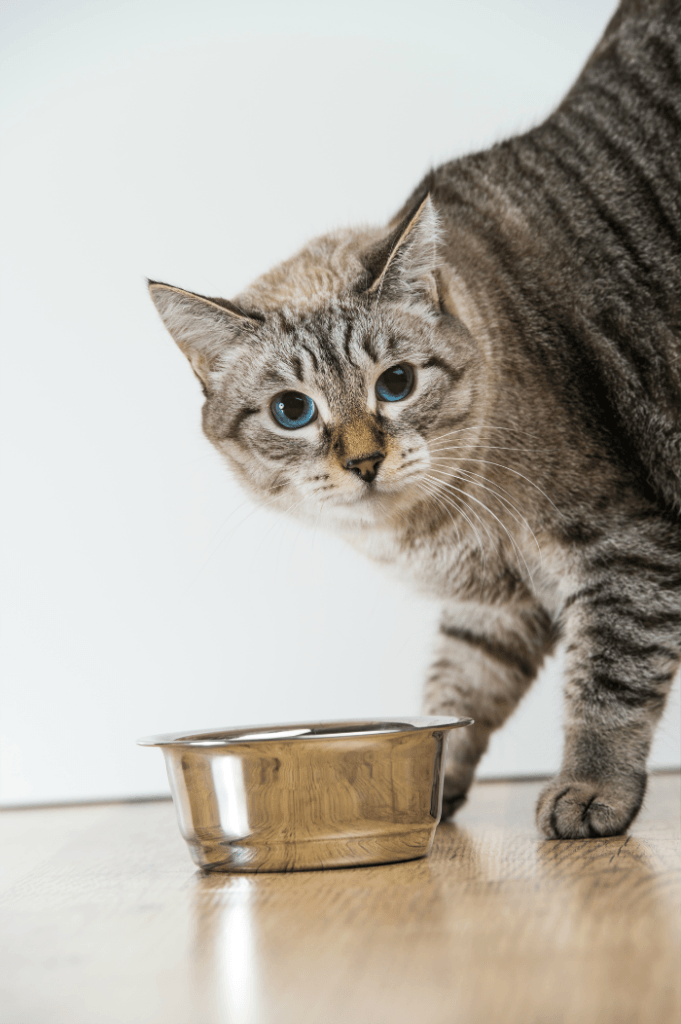 How Much Should You Feed Your Cat - My 3 Little Kittens