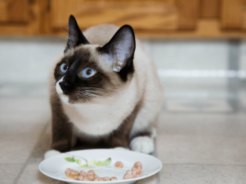 Ever Wonder How Much Should You Feed Your Cat? From Wet to Dry Food, We Have Kitty Tips!