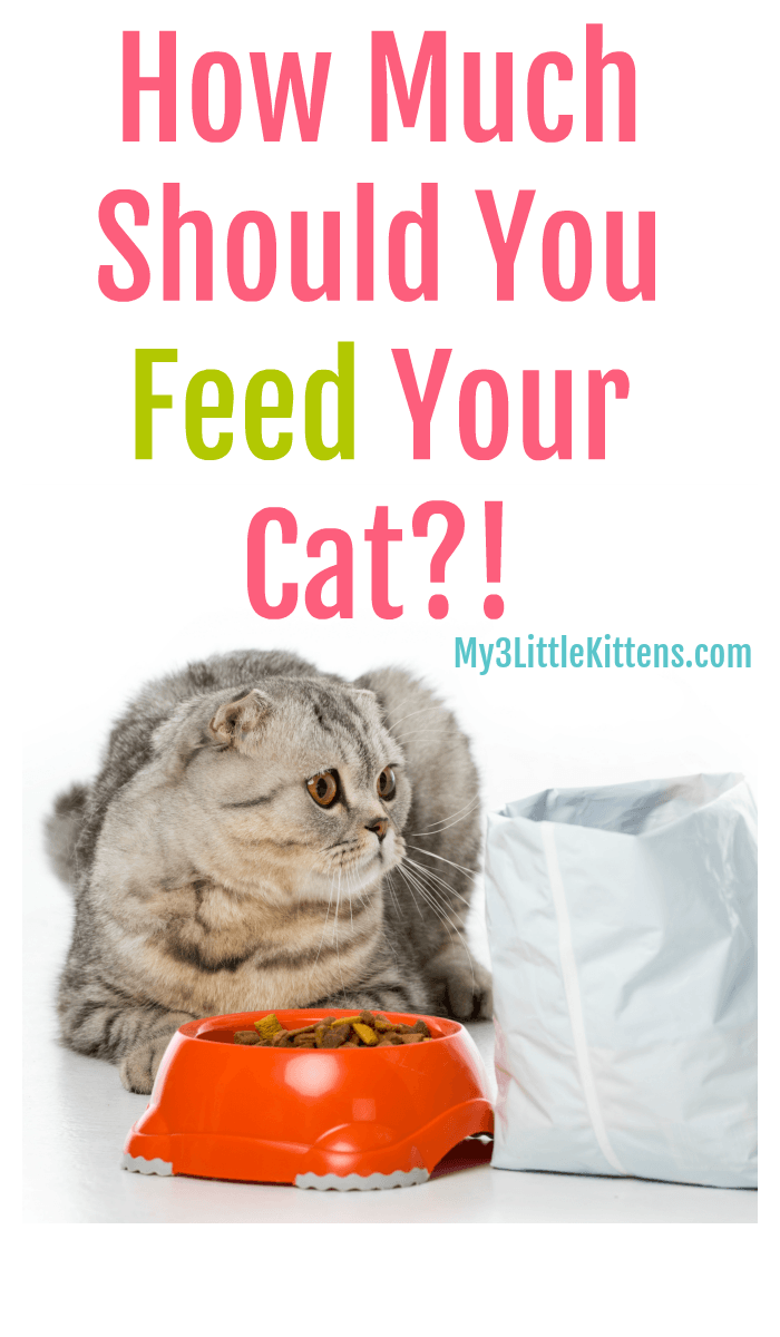 Ever Wonder How Much Should You Feed Your Cat? From Wet to Dry Food, We Have Kitty Tips!