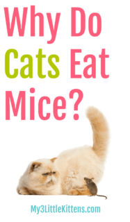 Why Do Some Cats Eat Mice? - My 3 Little Kittens