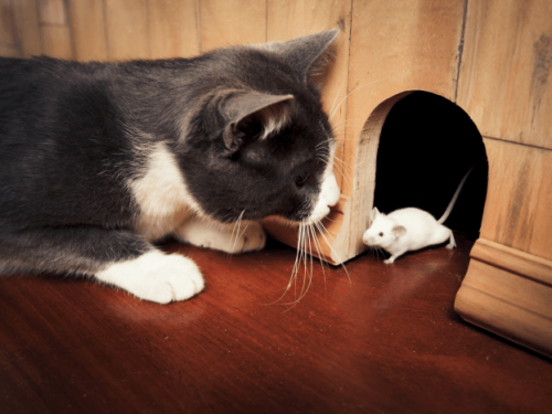 Ever Find Yourself Wondering Why Do Cats Eat Mice? Learn What Your Kitty Already Knows!