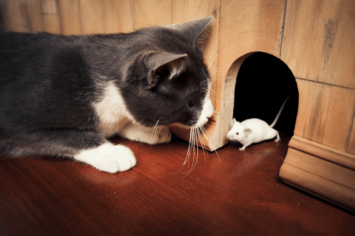 black cat eating mouse