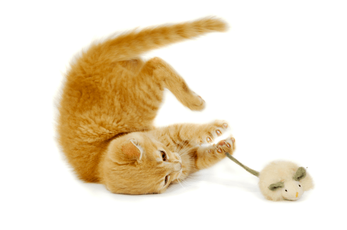 Why Do Some Cats Eat Mice? - My 3 Little Kittens