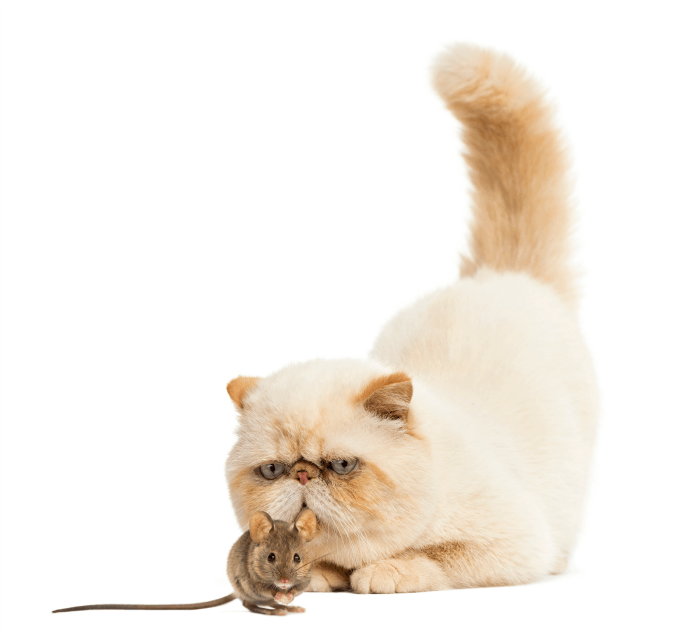 Have you ever wondered why some cats eat mice? Maybe yours doesn’t and you wonder why. Or maybe he does, and you’re wondering why? Let’s explore why some cats eat mice.