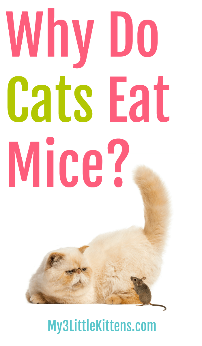 Descobrir porque é que os gatos comem ratos? Aprenda o que o seu gatinho já sabe!