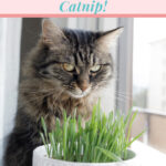 What Your Cat Wants You to Know About Catnip! From Benefits of the Plant to Uses in Toys!