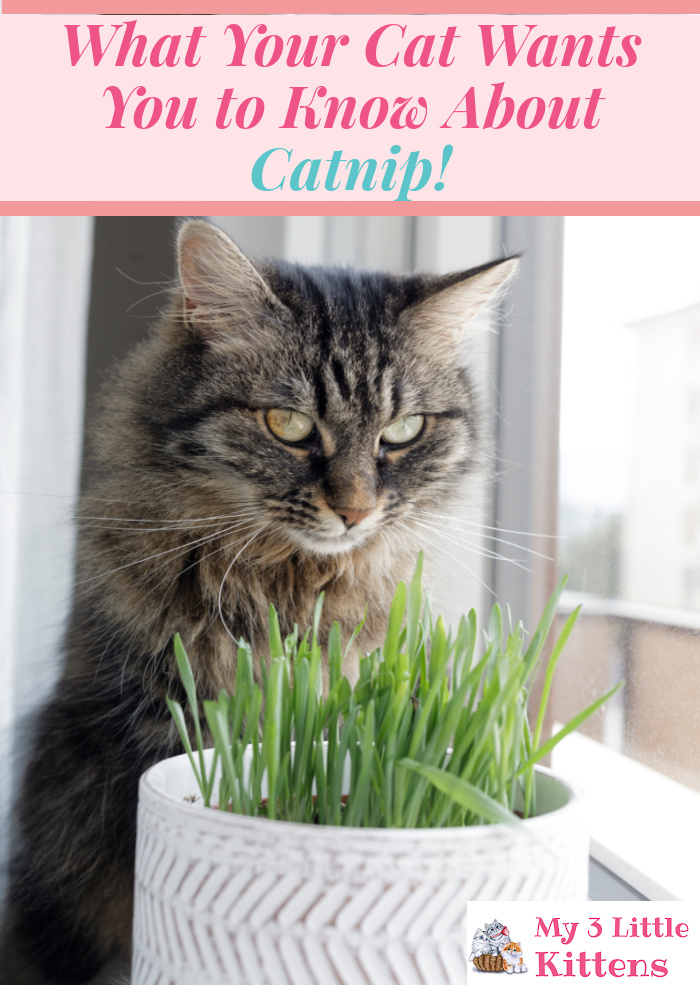 What Your Cat Wants You to Know About Catnip! From Benefits of the Plant to Uses in Toys!