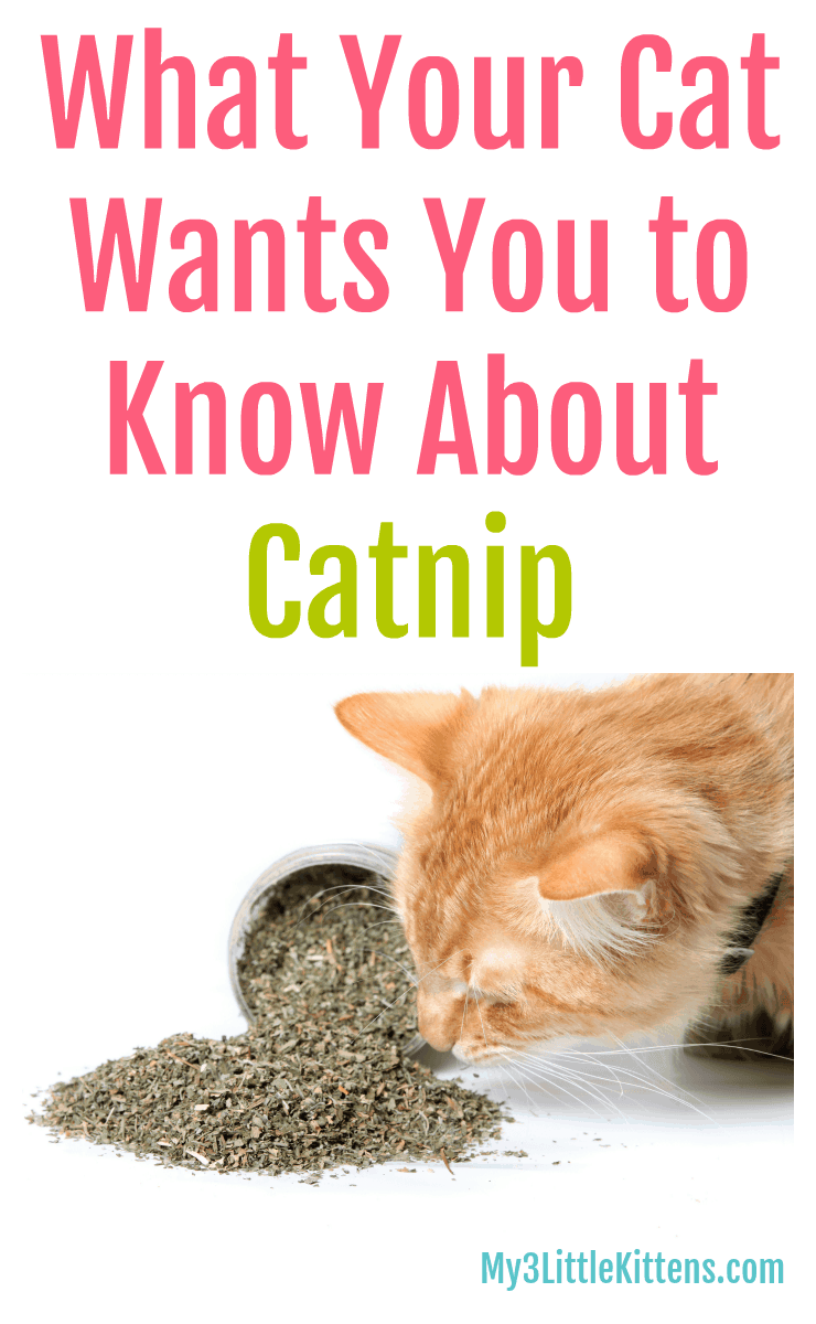 What Your Cat Wants You To Know About Catnip - My 3 Little Kittens