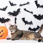 Keep Your Cat Safe on Halloween. Whether trick or treat, kitty needs to be safe indoors.