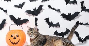 Keep Your Cat Safe on Halloween. Whether trick or treat, kitty needs to be safe indoors.