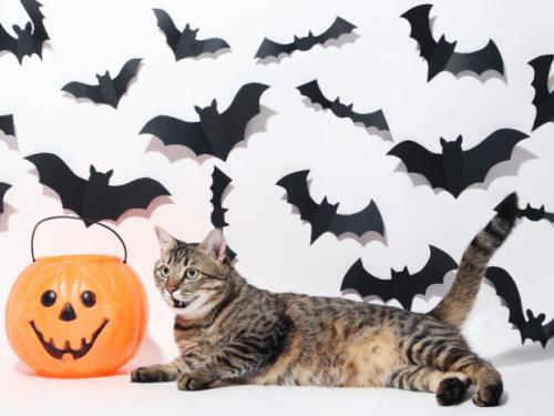 Keep Your Cat Safe on Halloween. Whether trick or treat, kitty needs to be safe indoors.