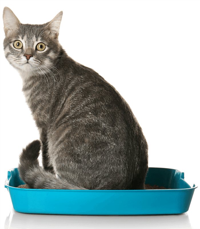 Ultimate Guide to Keeping Your Cat Litter Box Area Clean