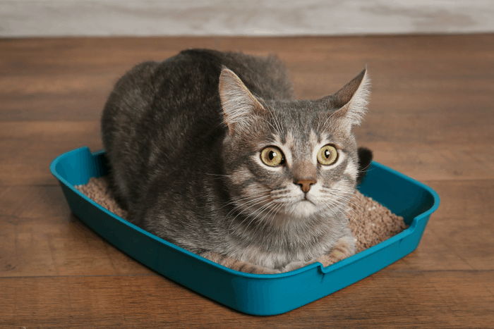 Ultimate Guide to Keeping Your Cat Litter Box Area Clean. These tips for your kitty are cat friendly and easy!