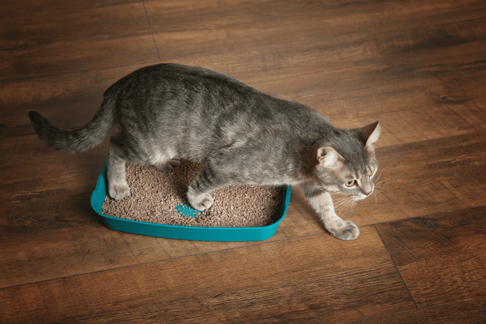 How To Keep The Litter Box Area Clean – Practically Functional