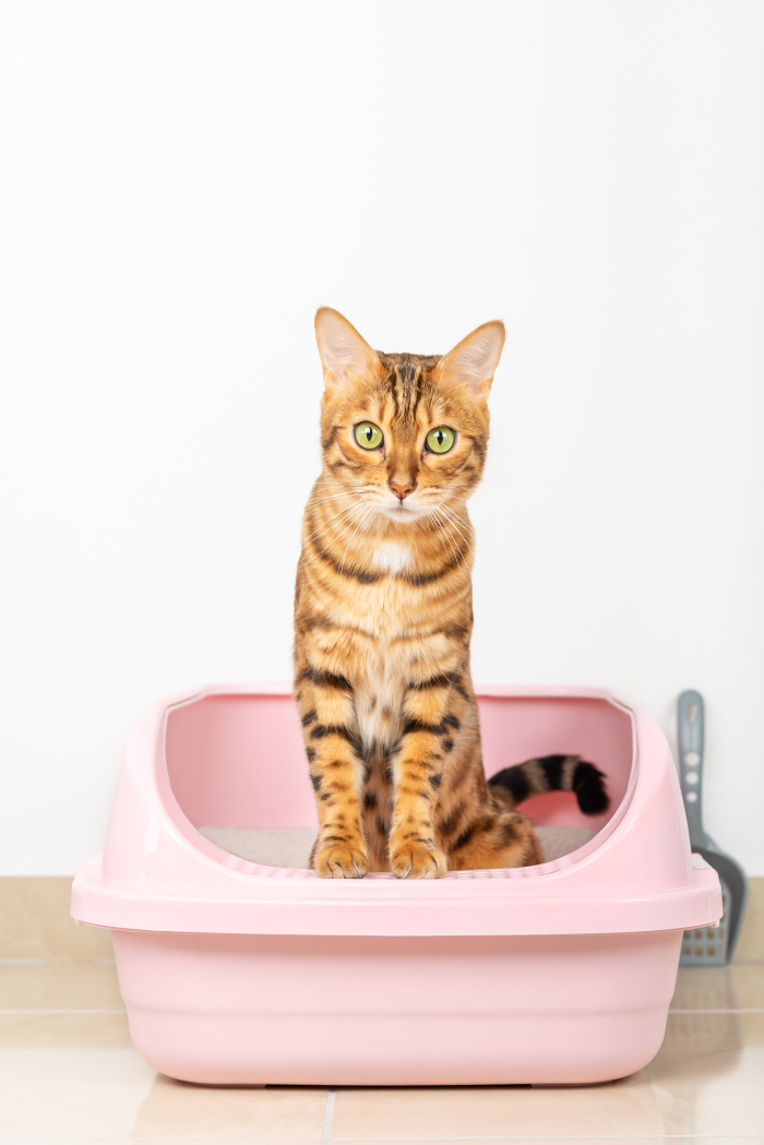 6 Tips to Litter Train Your Cat. Get Your Kitty Potty Ready Fast!