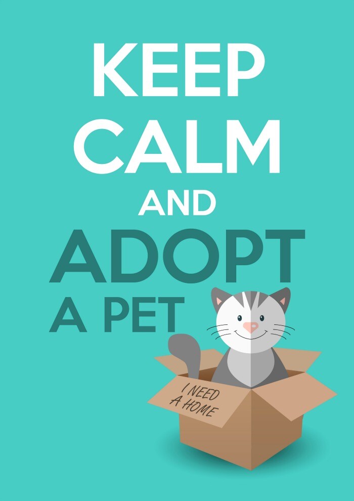 Things to Consider Before Adopting a Cat. You want the best home experience for your new kitty or kitten.