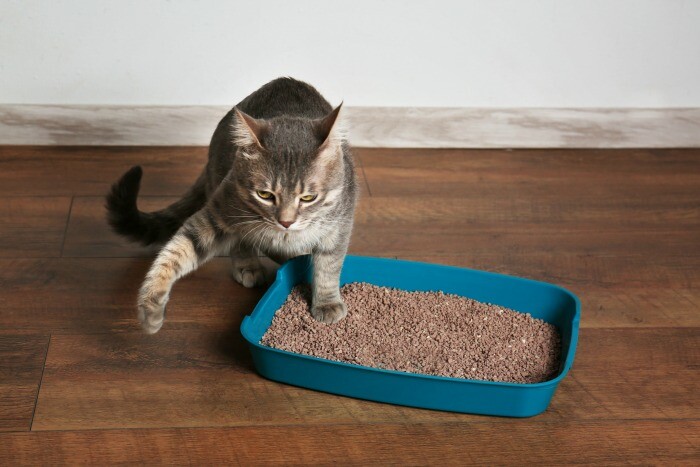 What it means when your cat stops using the litter box. Your kitty is having serious problems either physically or mentally.