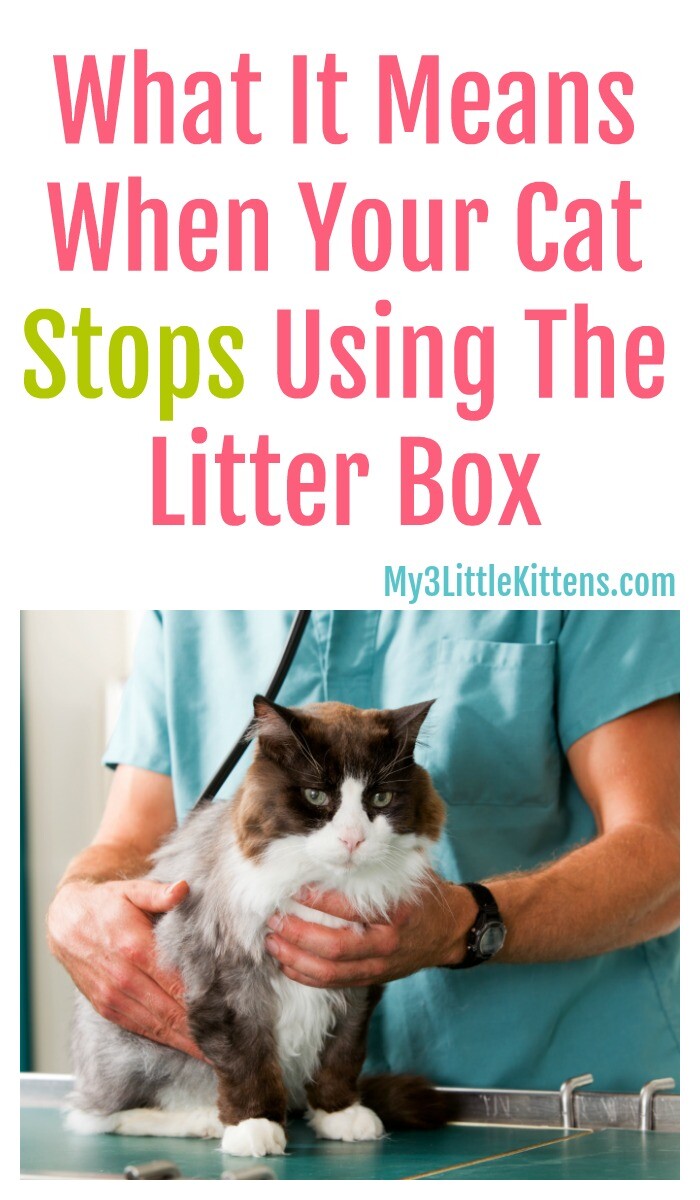 What do you do if your cat stops using the litter outlet box