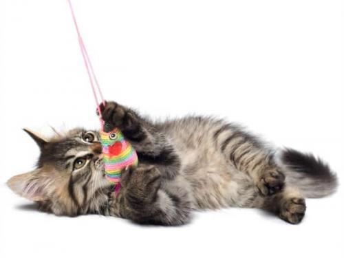 How Can Cat Toys Improve My Cat's Behavior. Fun, Learning, Guiding and Helping Your Kitty