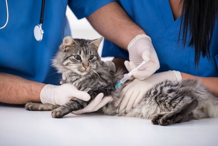 What You Need to Know About Cat Vaccines. Kitty Needs Regular Vet Visits and Shots to Stay Healthy!