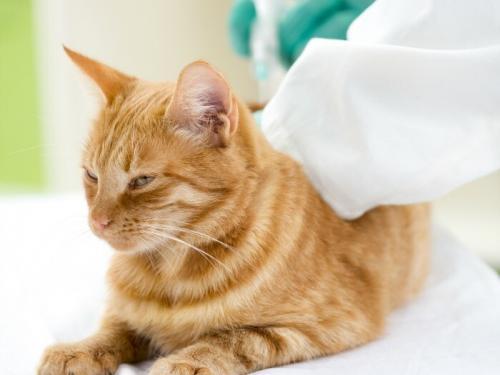 What You Need to Know About Cat Vaccinations. Kitty Needs Regular Vet Visits and Shots to Stay Healthy!