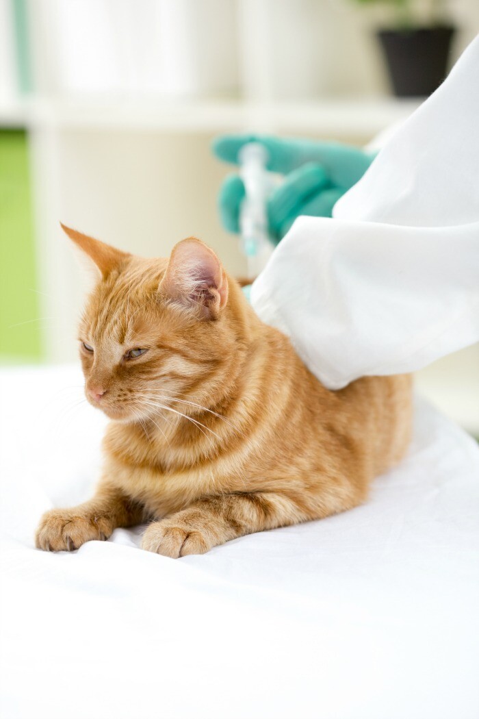 What You Need to Know About Cat Vaccines My 3 Little Kittens