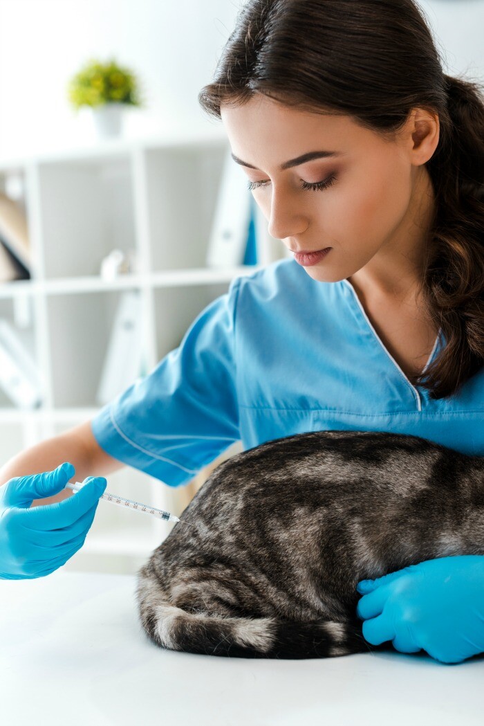 What You Need to Know About Cat Vaccinations. Kitty Needs Regular Vet Visits and Shots to Stay Healthy!
