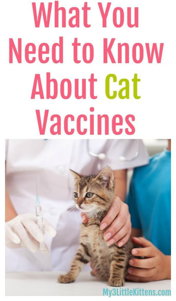 What You Need to Know About Cat Vaccines - My 3 Little Kittens