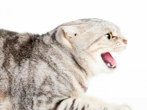 Why Are My Cats Fighting involves conflict, kitty hormones, new furbaby and so much more!