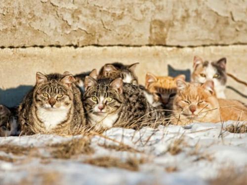 How to Help Feral Cats in your Community. A stray kitty deserves love and safety. Be kind to all animals.