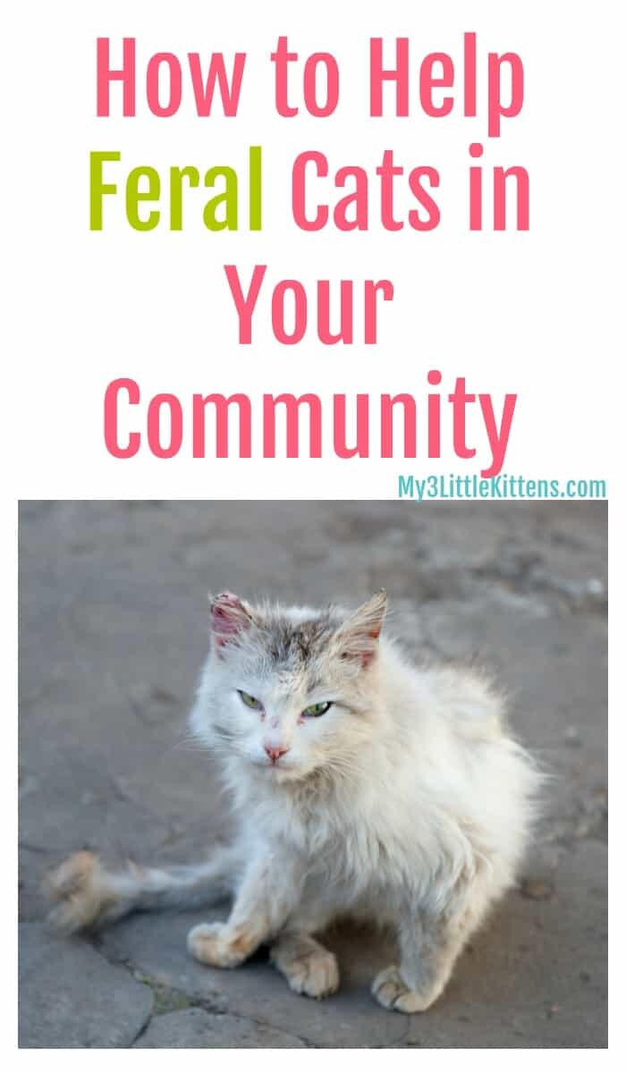 How to Help Feral Cats in your Community. A stray kitty deserves love and safety. Be kind to all animals.