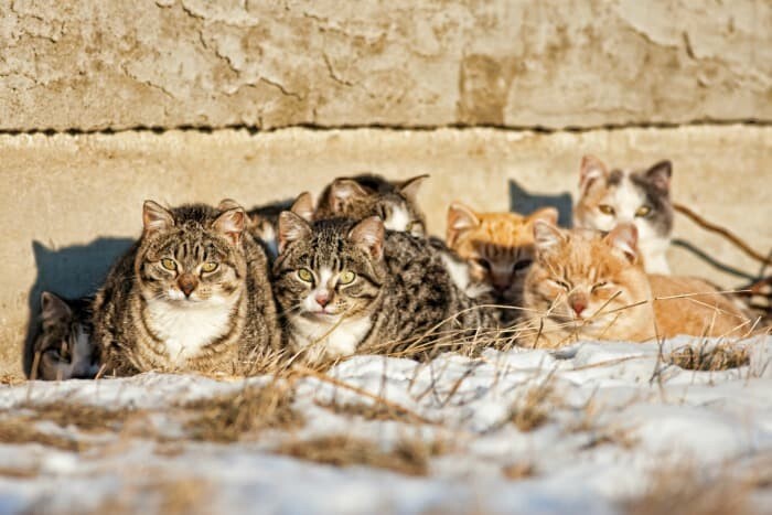 How to Help Feral Cats in Your Community - My 3 Little Kittens