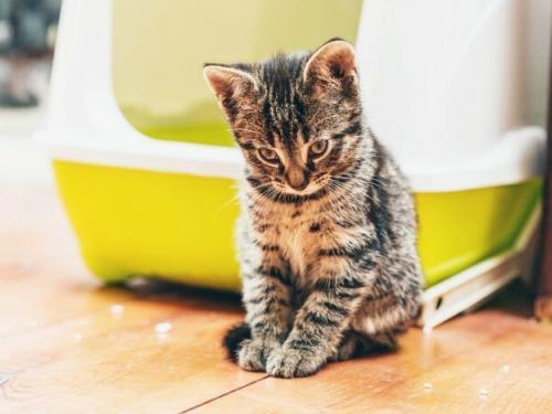 Tips for Keeping Litter Areas Clean. Your Cat wants a clean litter box. Keep kitty happy and healthy as well!