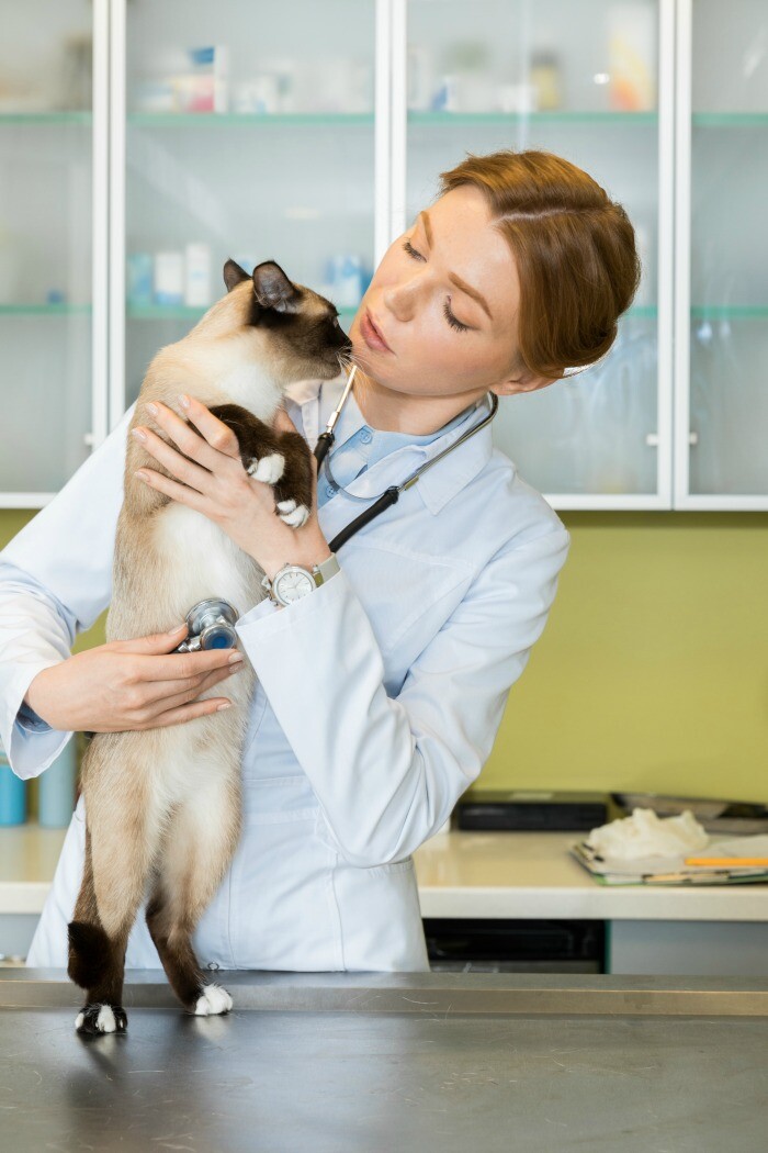 Choosing the Right Vet For Your Cat is Important. They Keep Your Cat Healthy and Alive. Your kitty deserves medical care from the right veterinarian.