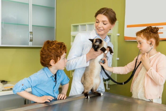 Choosing the Right Vet For Your Cat is Important. They Keep Your Cat Healthy and Alive. Your kitty deserves medical care from the right veterinarian.