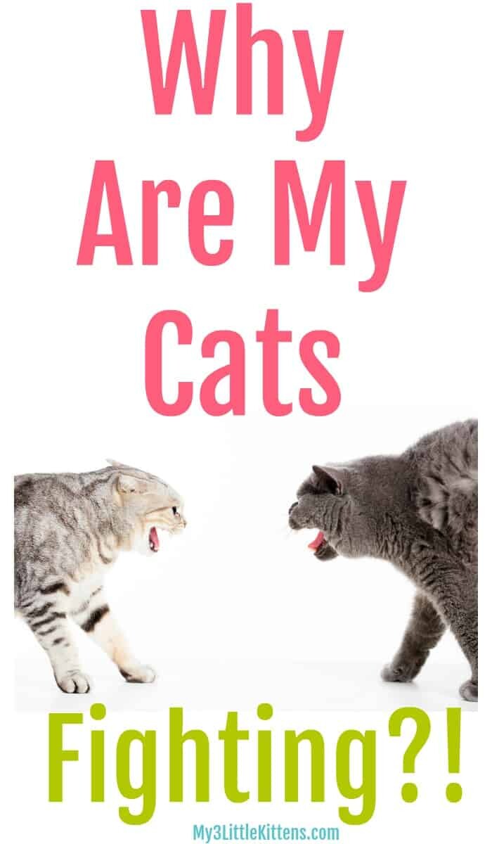 Why Are My Cats Fighting involves conflict, kitty hormones, new furbaby and so much more!