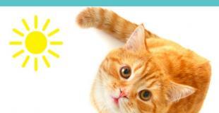 Tips for Keeping Your Cat Cool For the Summer