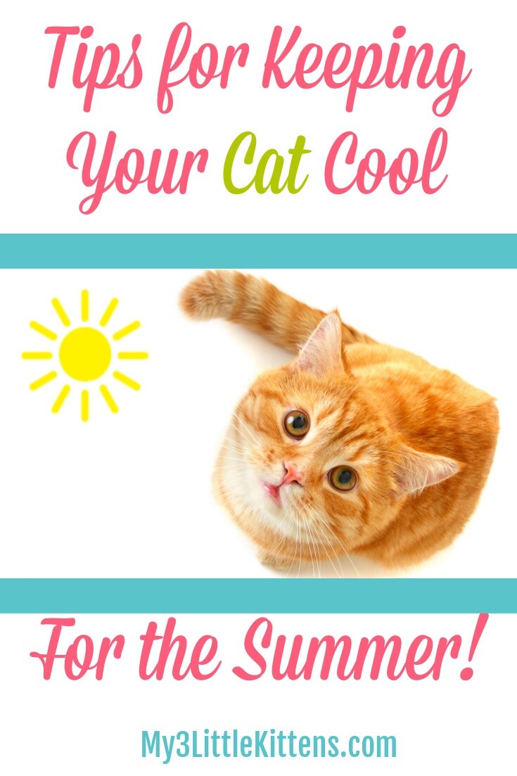 Tips for Keeping Your Cat Cool for the Summer. These beat the heat ideas are great for both indoor and outdoor kitty cats!