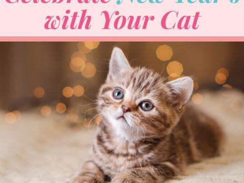 Celebrate New Year's With Your Cat. Cat lovers rejoice!