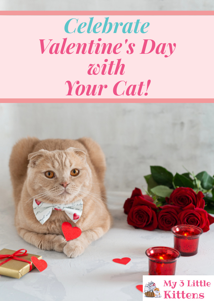 Celebrate Valentine's Day With Your Cat. Kitty Needs Love Too!