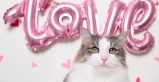 Celebrate Valentine's Day With Your Cat. Kitty Needs Love Too!