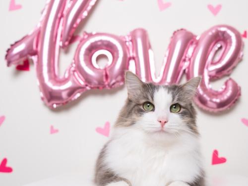 Celebrate Valentine's Day With Your Cat. Kitty Needs Love Too!