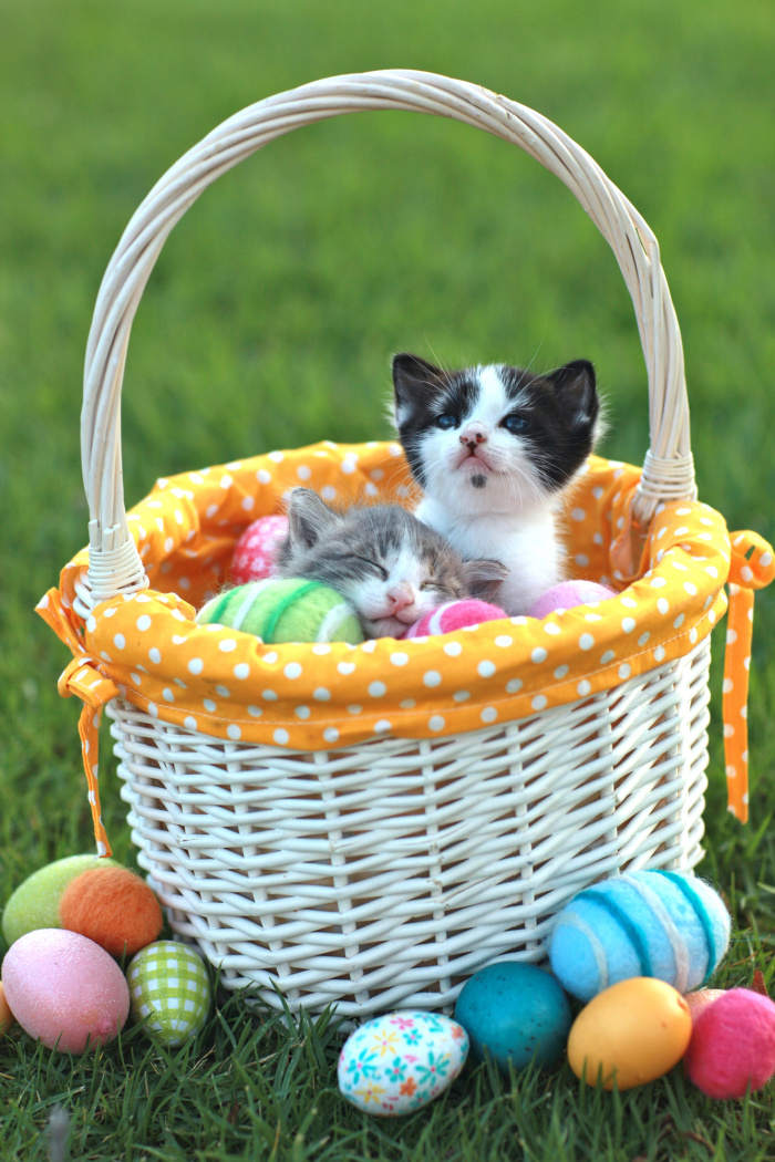 Ultimate Guide to Creating an Easter Basket for Your Cat. Kitty will approve!