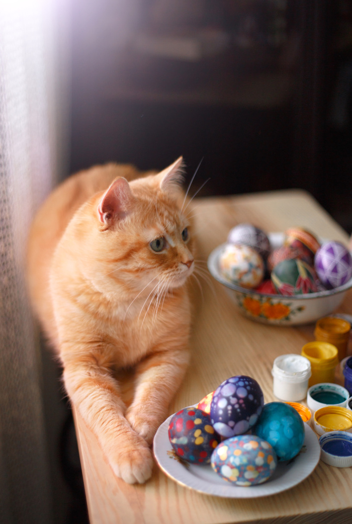 Ultimate Guide to Creating an Easter Basket for Your Cat. Kitty will approve!