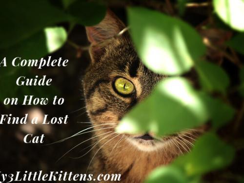 A Complete Guide on How to Find a Lost Cat - These are 10 Must Read Tips for Missing Cat