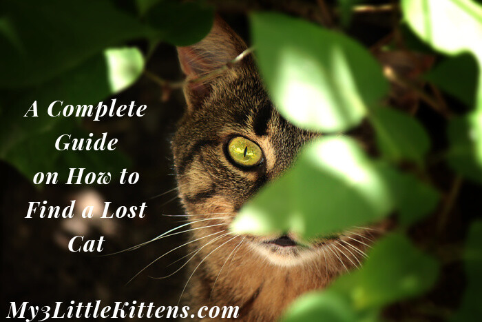 A Complete Guide on How to Find a Lost Cat - Missing Pet