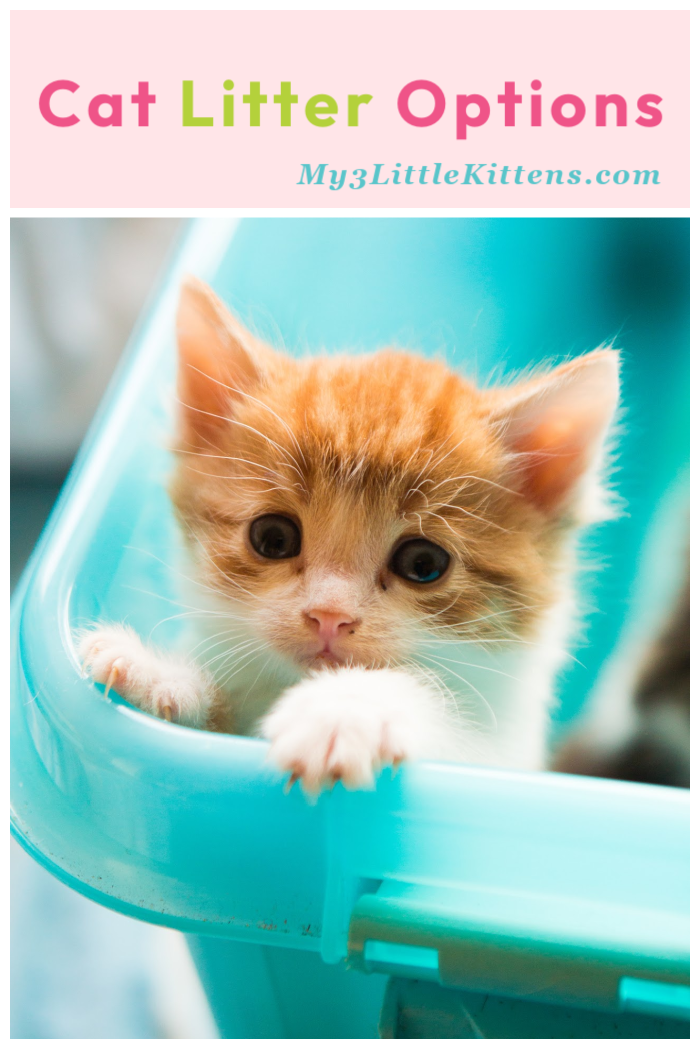 Ultimate guide to different cat litter options! The litter box will never be the same!