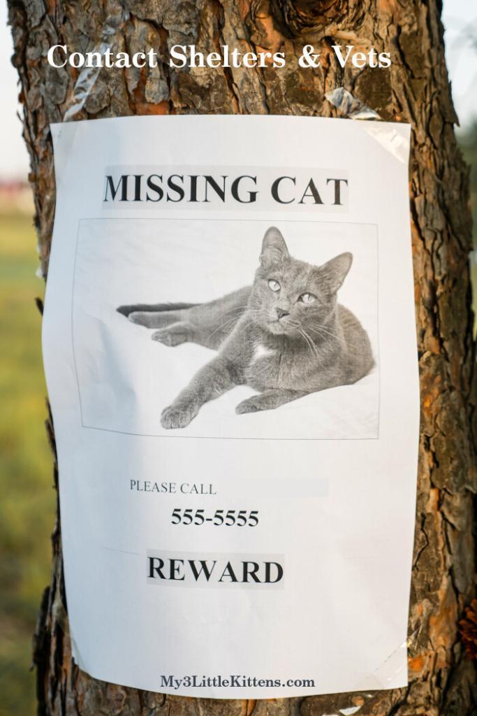 A Complete Guide On How To Find A Lost Cat My 3 Little Kittens