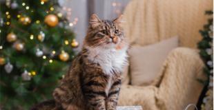 10 Holiday Hazards to Safeguard Your Cat This Christmas Season! Festive Feline Care!