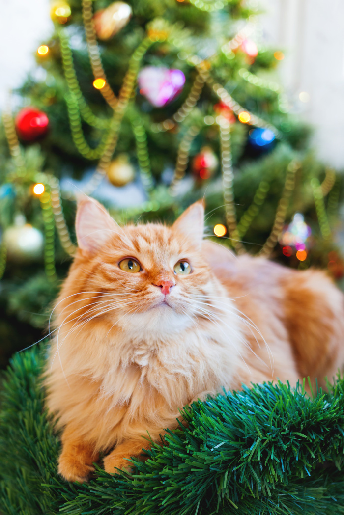 10 Holiday Hazards to Safeguard Your Cat This Christmas Season! Festive Feline Care!